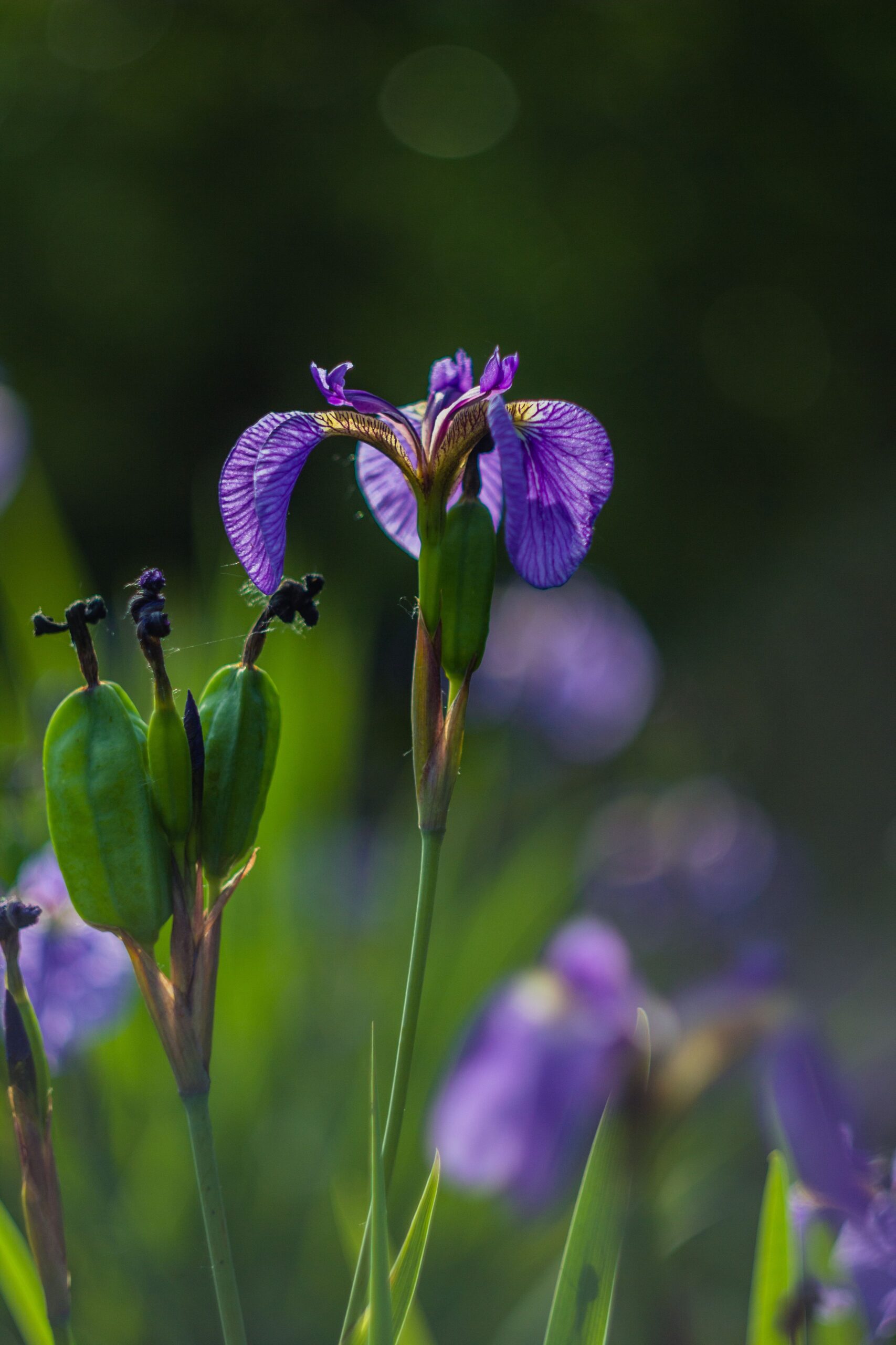 Iris versicolor – foto illustrativa della pianta
