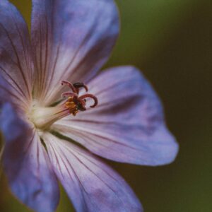 Geranium pratense – foto illustrativa della pianta