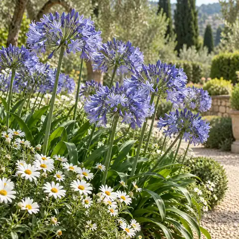 Agapanti azzurri e margherite bianche in giardino.